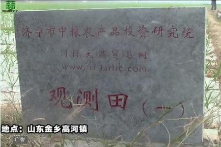 2015年金鄉(xiāng)觀測(cè)田新蒜長(zhǎng)勢(shì)記錄—“老石說(shuō)市”第十六期 (4607播放)