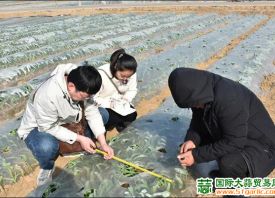 平度：開展大蒜種植試驗(yàn) ()