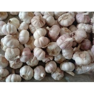 本人長(zhǎng)期供應(yīng)分級(jí)蒜或脫水蒜小蒜