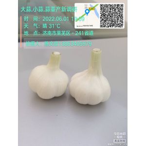 長(zhǎng)期經(jīng)營(yíng)雜交蒜、脫水蒜、四六瓣蒜