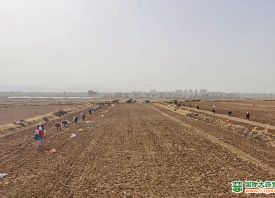 民樂：掀起種蒜熱潮 ()