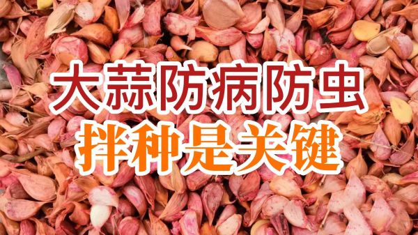 大蒜防病防蟲、拌種是關鍵 ()