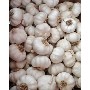 大蒜加工、出口 Garlic Exporter