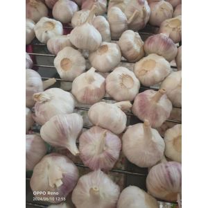 大蒜加工、出口 Garlic Exporter