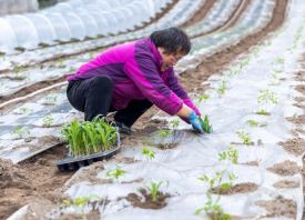 重慶巴南：蔬菜基地春耕忙 ()