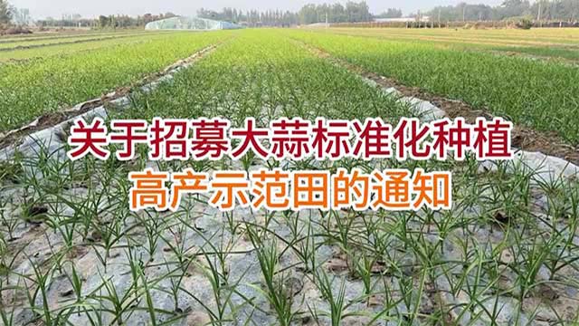 招募大蒜示范田