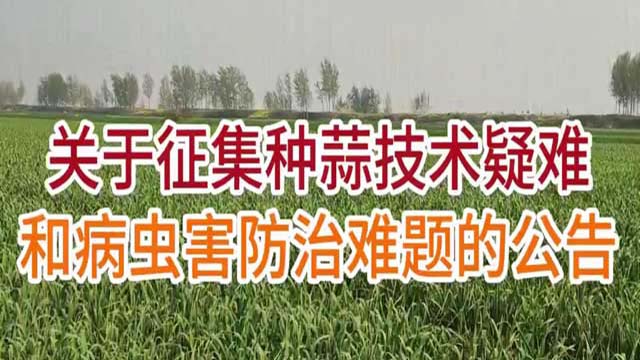 征集種蒜技術(shù)和病蟲害難題