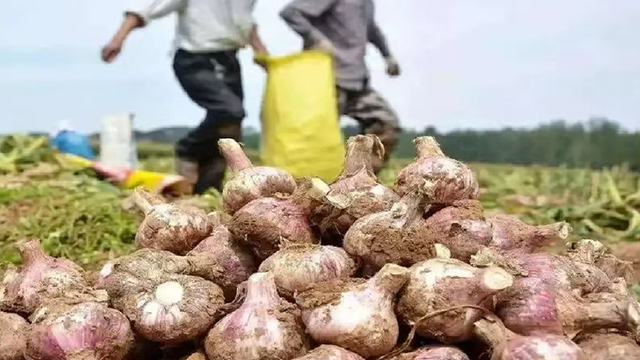 大蒜增產(chǎn)/抗病施肥推廣方案